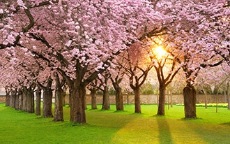 פסטיבל פריחת הדובדבן בניו יורק - Cherry Blossom Festival